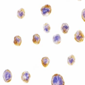 Bif Antibody