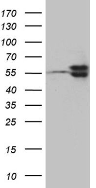 NR1H4 Antibody