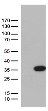 Bim Antibody