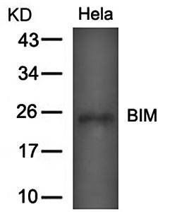 BIM (Ab-69) Antibody