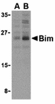 Bim Antibody