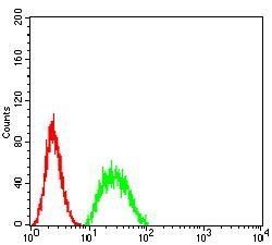 BIN1 Antibody