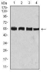 BIN1 Antibody