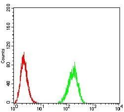 BIN1 Antibody