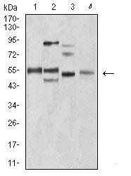 BIN1 Antibody