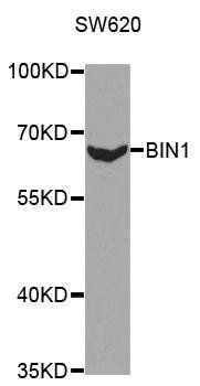 BIN1 antibody
