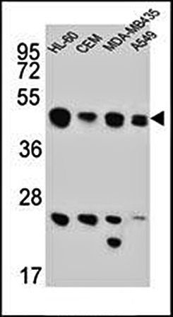 BIN2 antibody