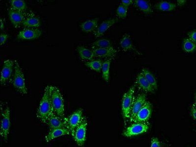 Biogenesis of lysosome-related organelles complex 1 subunit 1 antibody