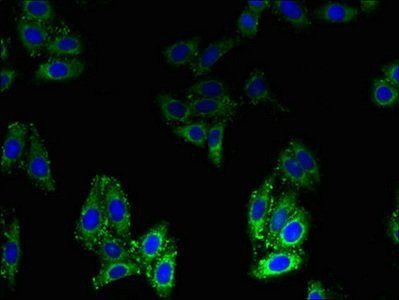 BLOC1S1 Antibody