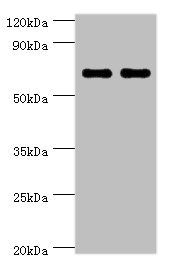 BIRC2 Antibody