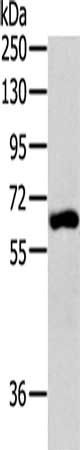 BIRC2 antibody