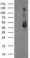 BIRC5 Antibody