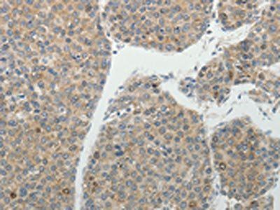 BIRC5 Antibody