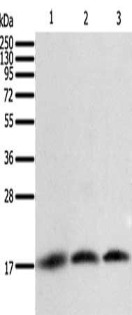BIRC5 antibody