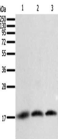 BIRC5 Antibody