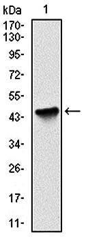 BIRC5 Antibody