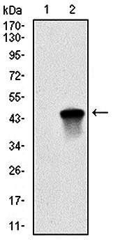 BIRC5 Antibody