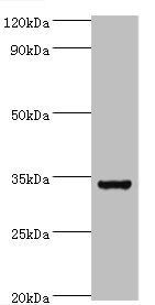 BIRC7 Antibody