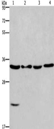 BIRC7 Antibody