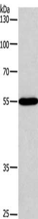 BLK antibody