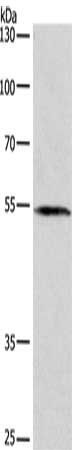 BLK antibody