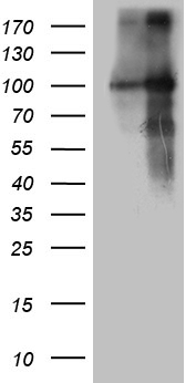 BLNK Antibody