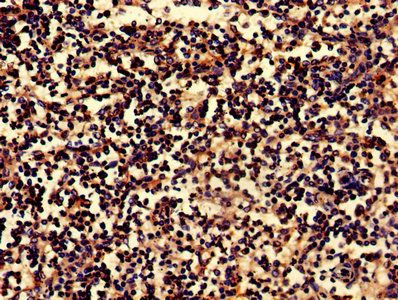 BLNK Antibody
