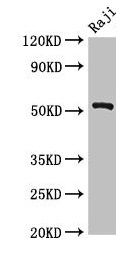 BLNK Antibody