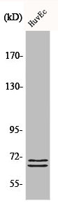 BLNK Antibody