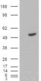 Goat anti-BLNK / SLP-65 Antibody
