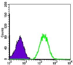 BLNK Antibody