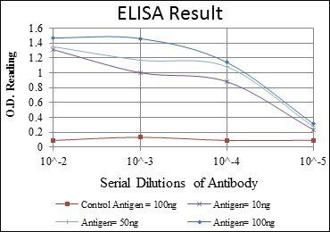 BLNK Antibody