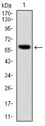 BLNK Antibody