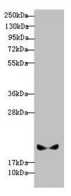 BLOC1S6 Antibody