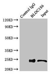 BLOC1S6 antibody
