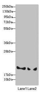 BLOC1S6 antibody