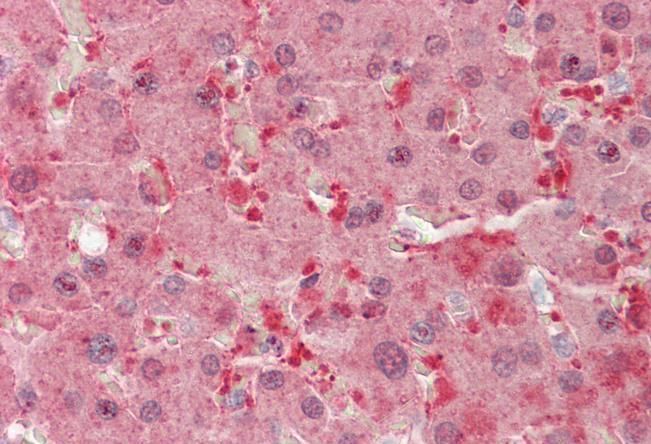 Goat anti-BLVRB (aa38-49) Antibody