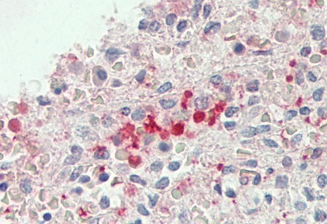 Goat anti-BLVRB (aa38-49) Antibody