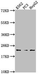 BLVRB Antibody