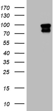 BLZF1 Antibody