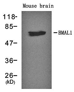 BMAL1 Antibody