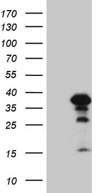 BMF Antibody
