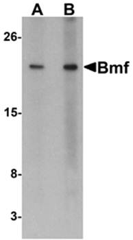 Bmf Rabbit Polyclonal Antibody