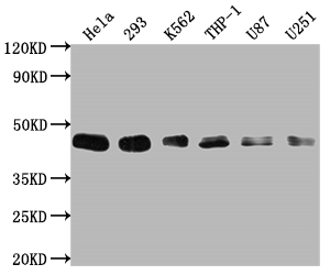 BMI1 Antibody
