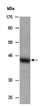 BMI1 (C) Antibody, Rabbit Polyclonal