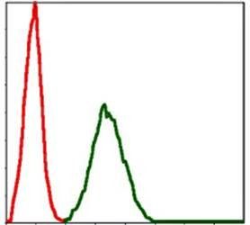 BMI1 Antibody