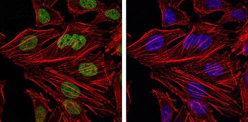 BMI1 Antibody