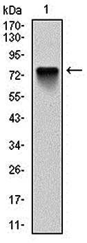 BMI1 Antibody