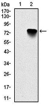 BMI1 Antibody