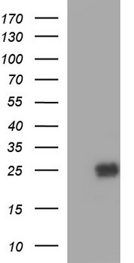 BMP1 Antibody